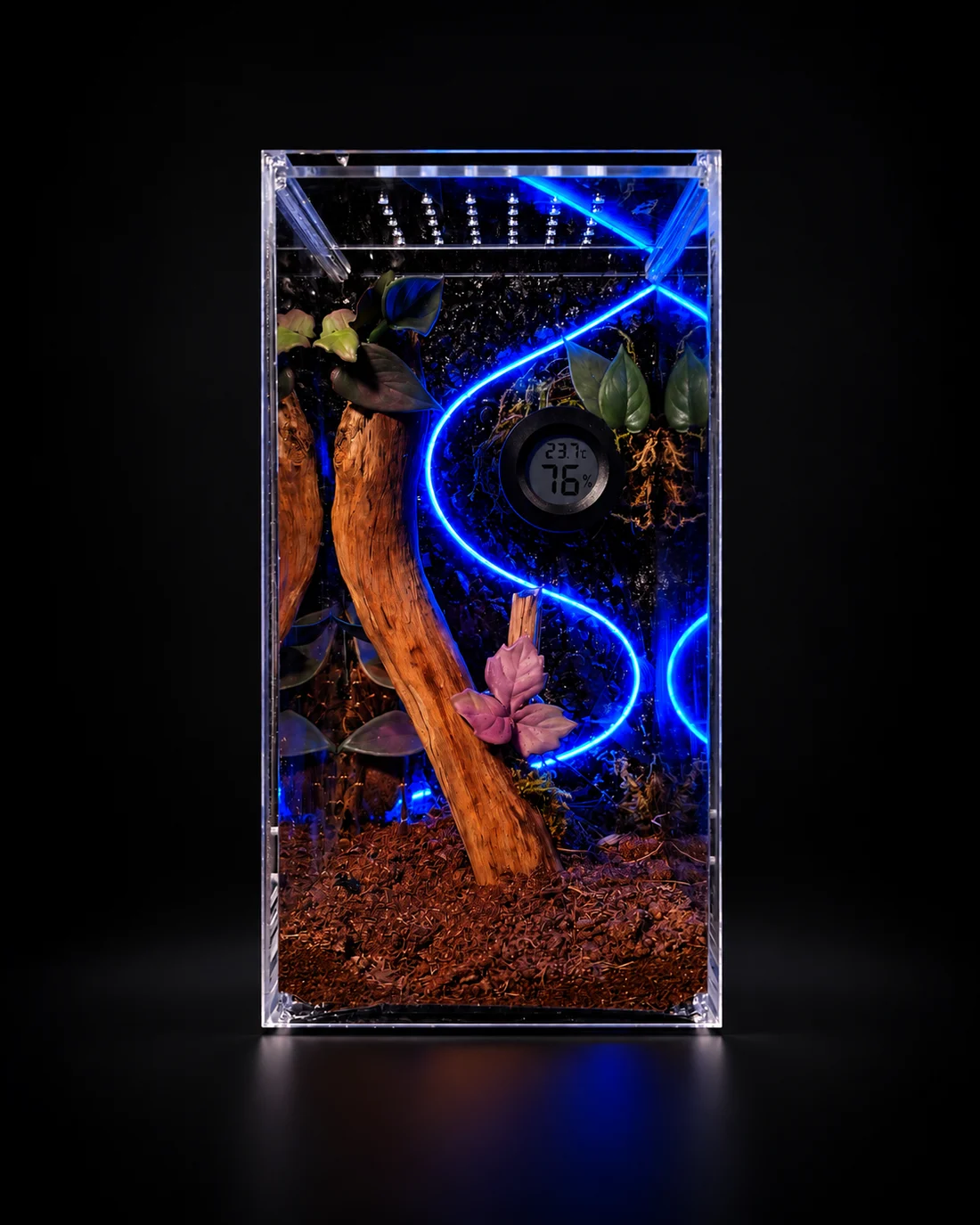 Terrario vertical de Terrarios Neón con iluminación azul y vegetación